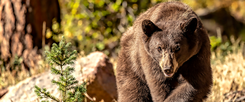 I Had an Unexpected Bear Encounter on the Trail