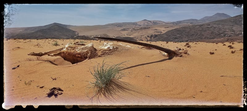 Death Acre and the rest of Angola