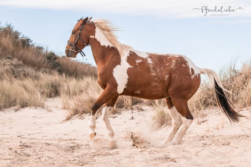 Verhaltensprobleme/ "Problempferde"