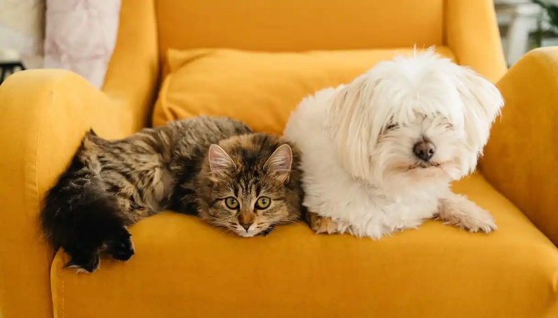 Spese veterinarie nel 730/2026: come ottenere la detrazione IRPEF e risparmiare fino a 80 euro