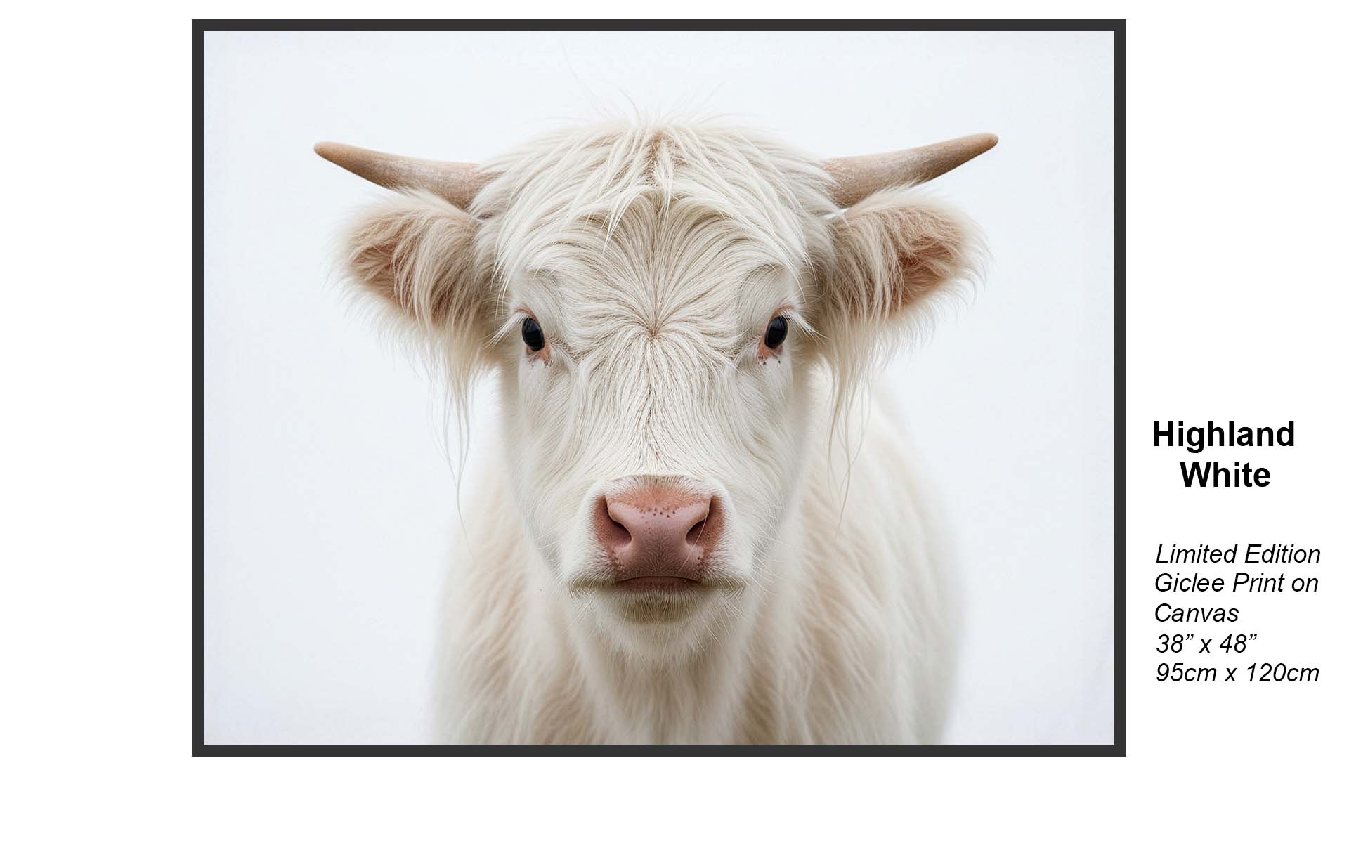 Highland White – Minimalist Highland Cow Portrait | Limited Edition Giclée Canvas Art