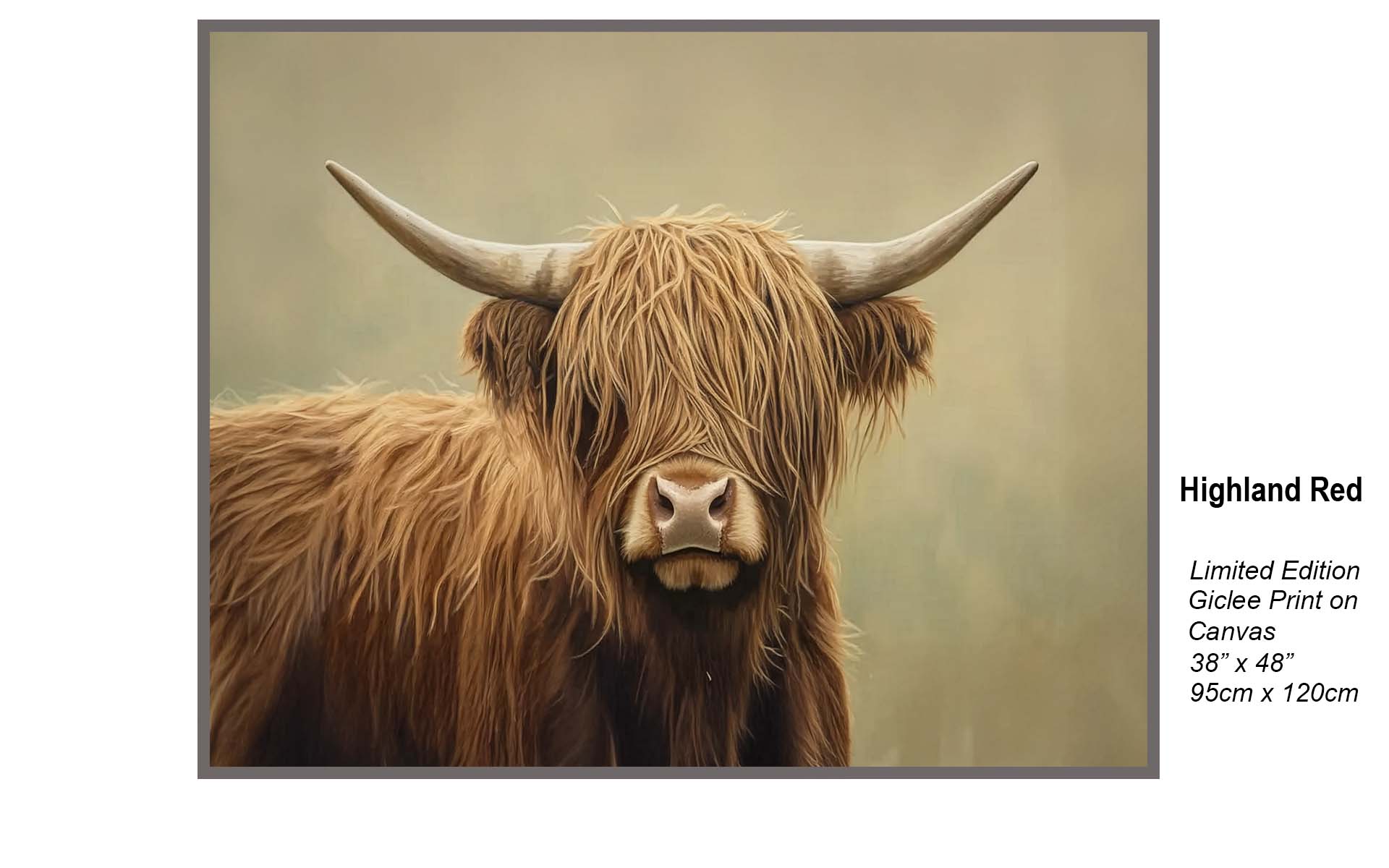 Highland Red – Iconic Scottish Cattle with Timeless Heritage