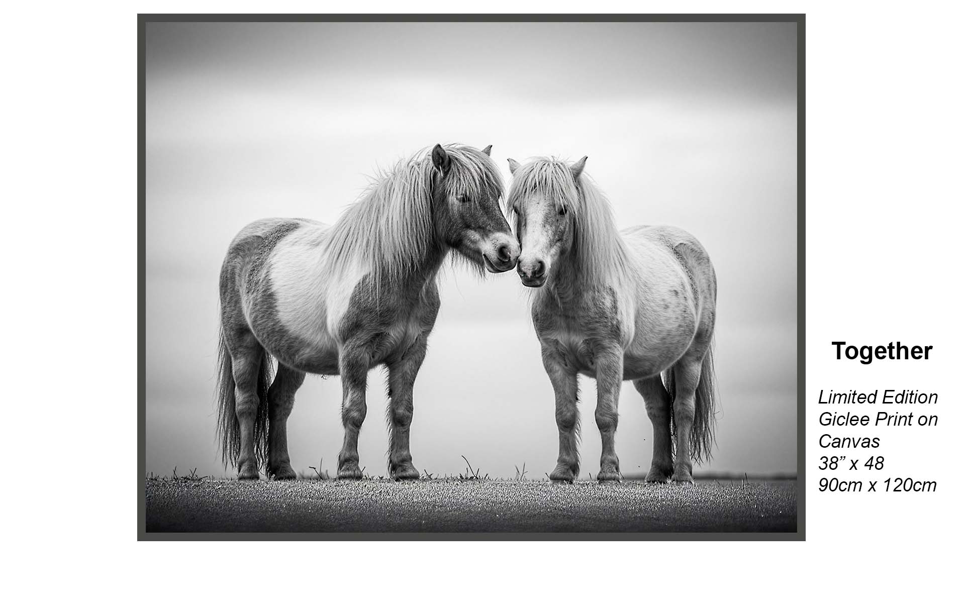 Together – Black & White Horse Portrait | Limited Edition Giclée Canvas Art