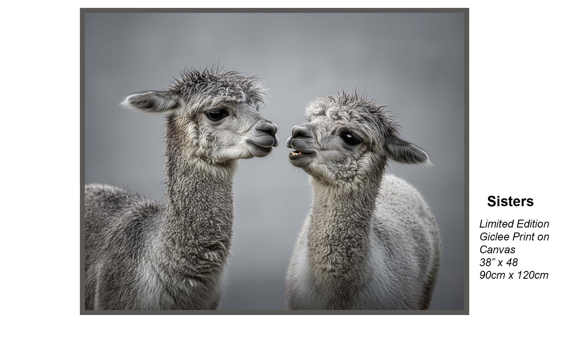 Sisters – Intimate Alpaca Portrait | Limited Edition Giclée Canvas Wall Art