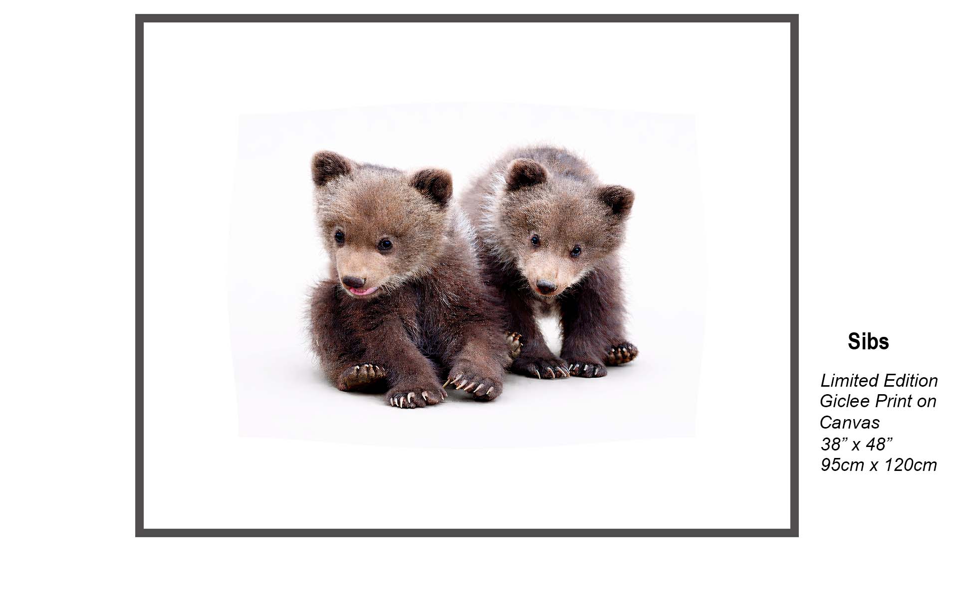 Sibs – Bear Cub Wall Art | Okanagan Valley Limited Edition Canvas Print