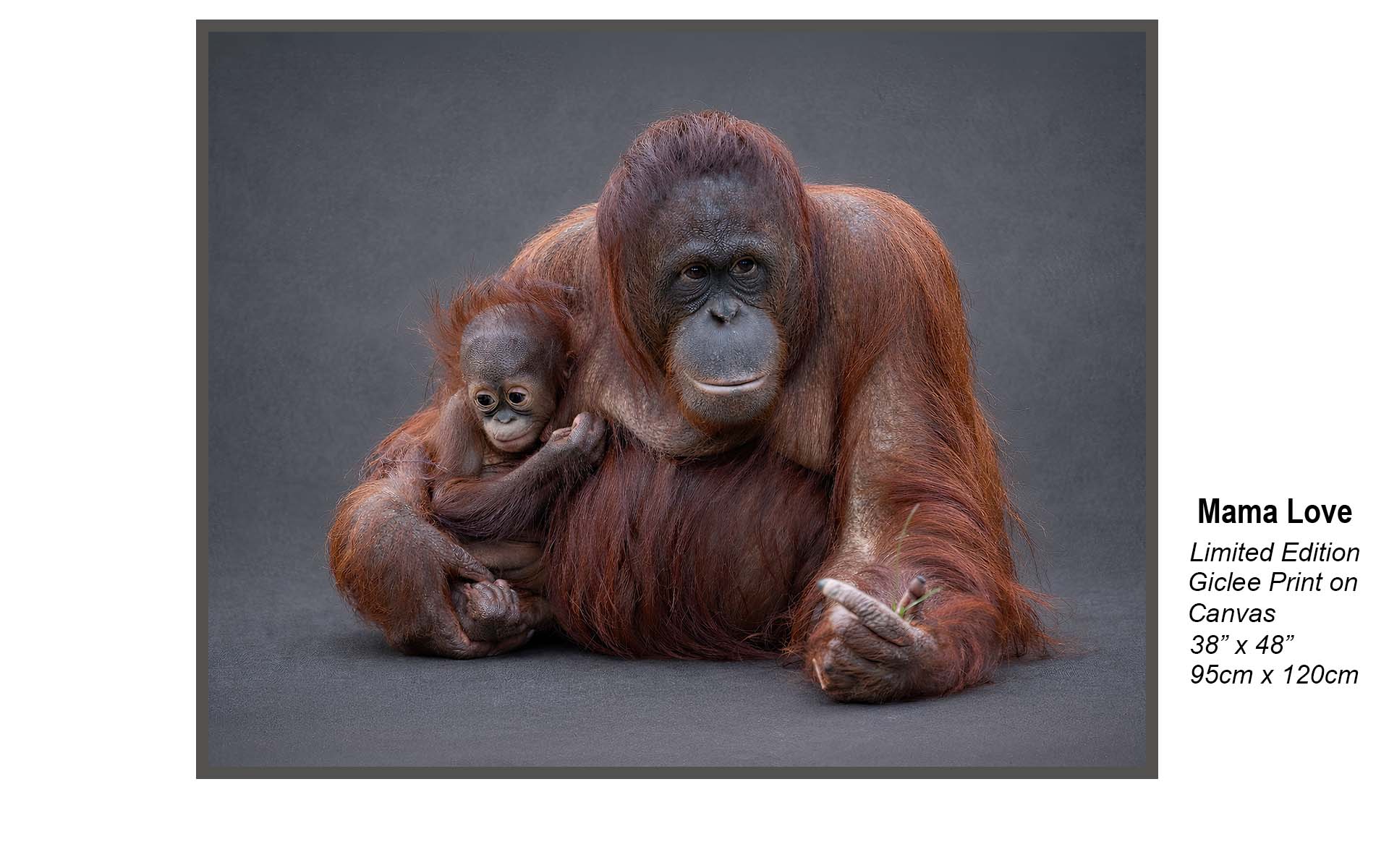 Mama Love – Orangutan Conservation Fine Art | Limited Edition Wildlife Giclée