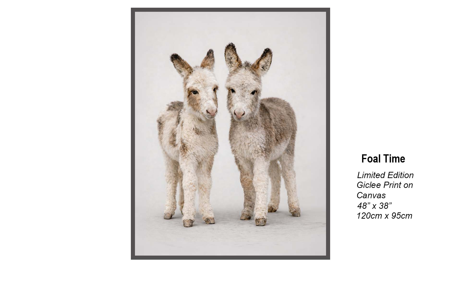 Foal Time – Baby Donkey Wall Art | Limited Edition Canvas Print