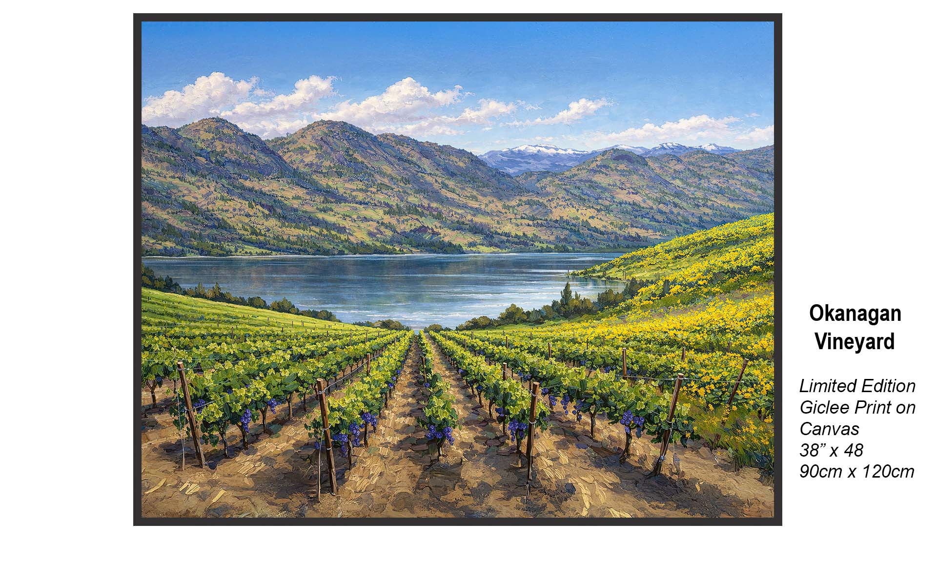 Okanagan Vineyard – Kelowna’s Scenic Wine Country Legacy