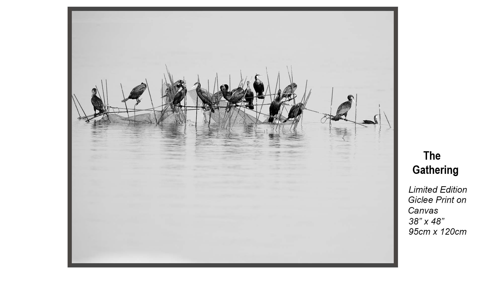 The Gathering – Black & White Coastal Bird Photography Wall Art