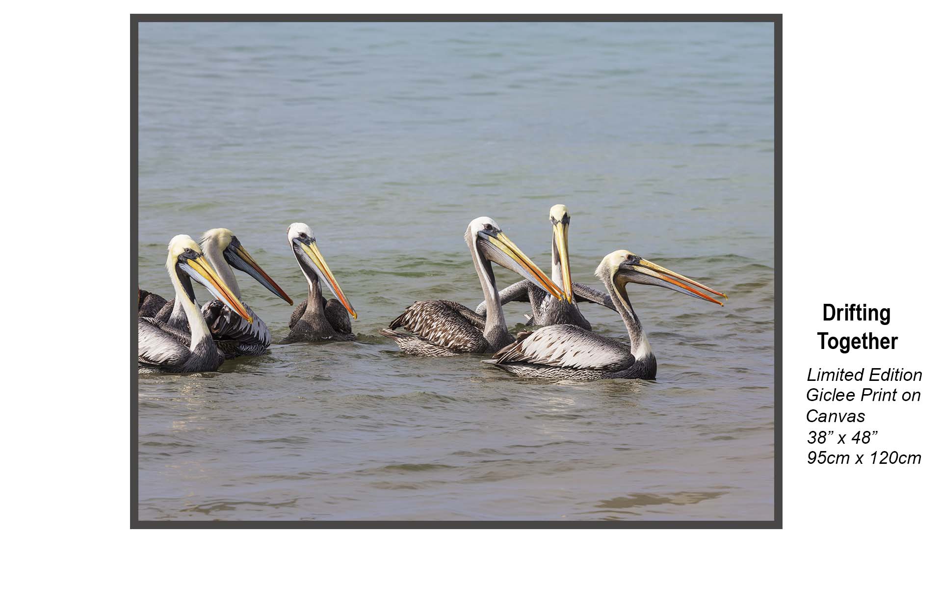 Drifting Together – Brown Pelican Coastal Wildlife Photography