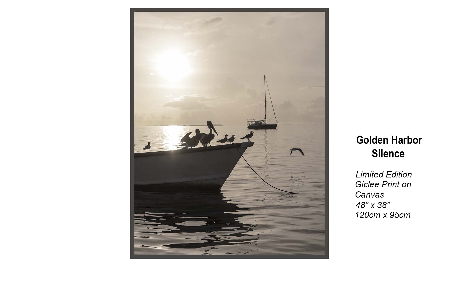 Golden Harbour Silence – Pelicans at Sunset | Coastal Fine Art Photography