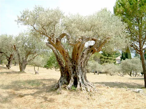L’OLIVIER, L’ARBRE ÉTERNEL AU MURMURE « IMMENSÉMENT VIEUX » 14 JANVIER