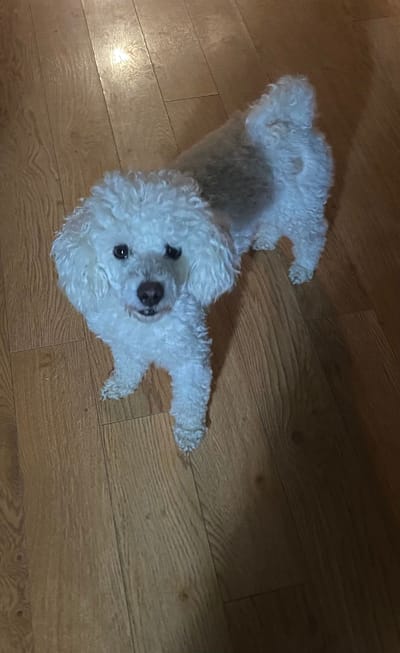 Now Accepting Deposits for a Litter of F1 Cavapoos Ready this December 