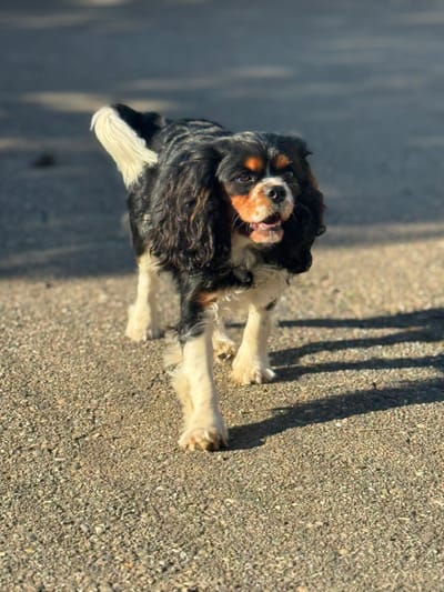 Now Accepting Deposits for a Litter of F1 Cavapoos Ready this December 