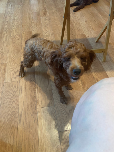 Young adult dogs up for adoption