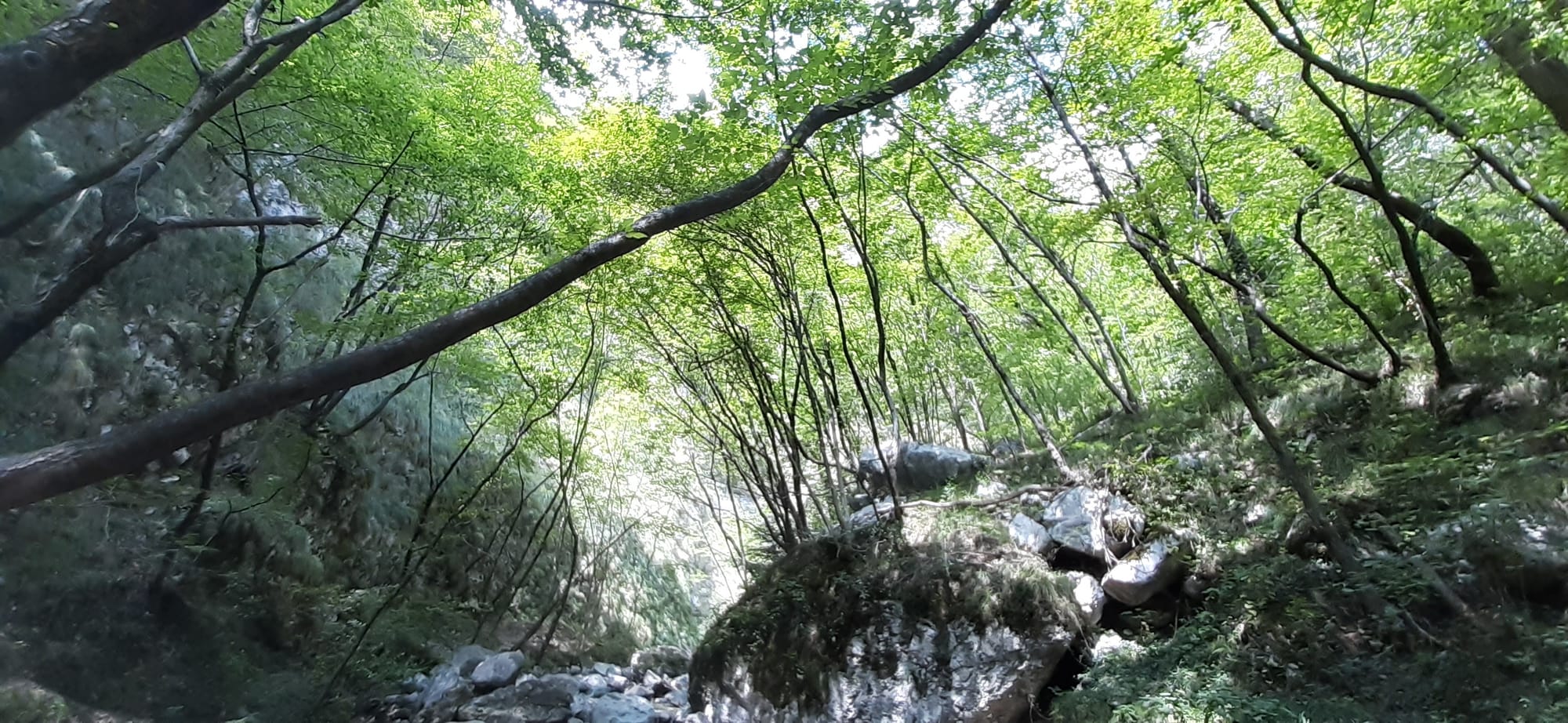 il Forest Bathing