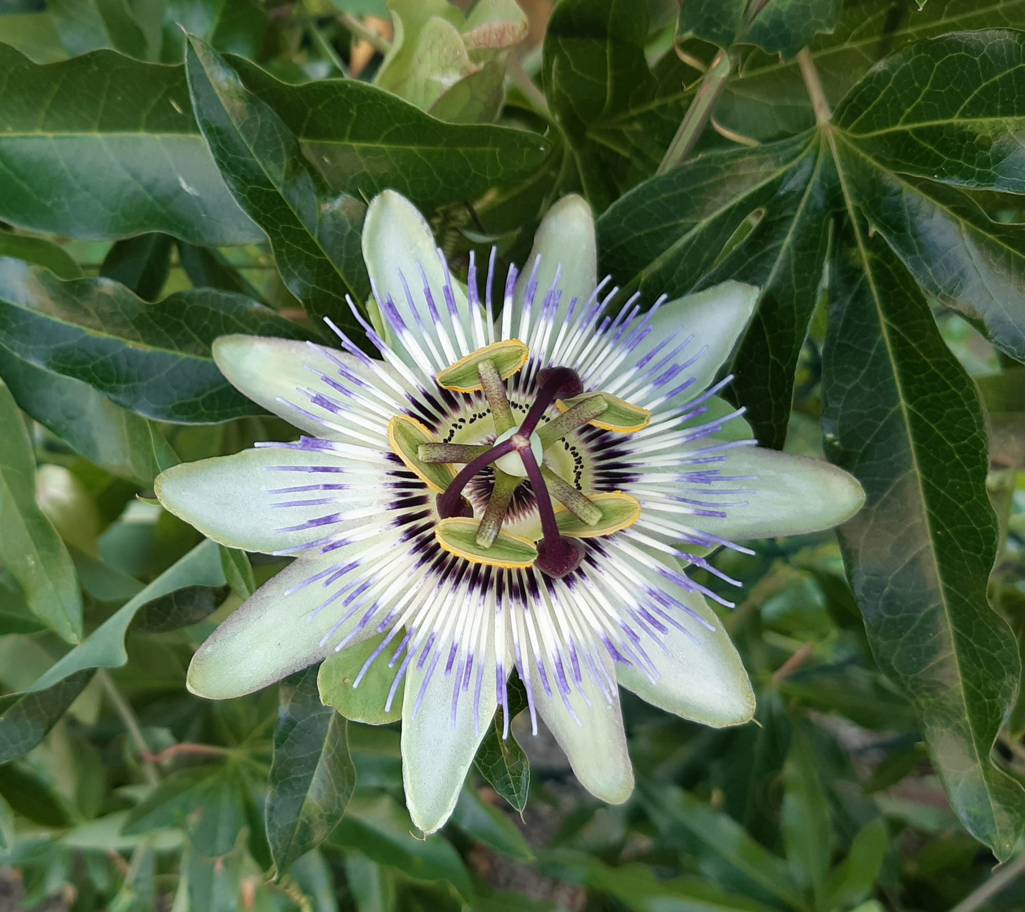 𝓟𝓪𝓼𝓼𝓲𝓯𝓵𝓸𝓻𝓪