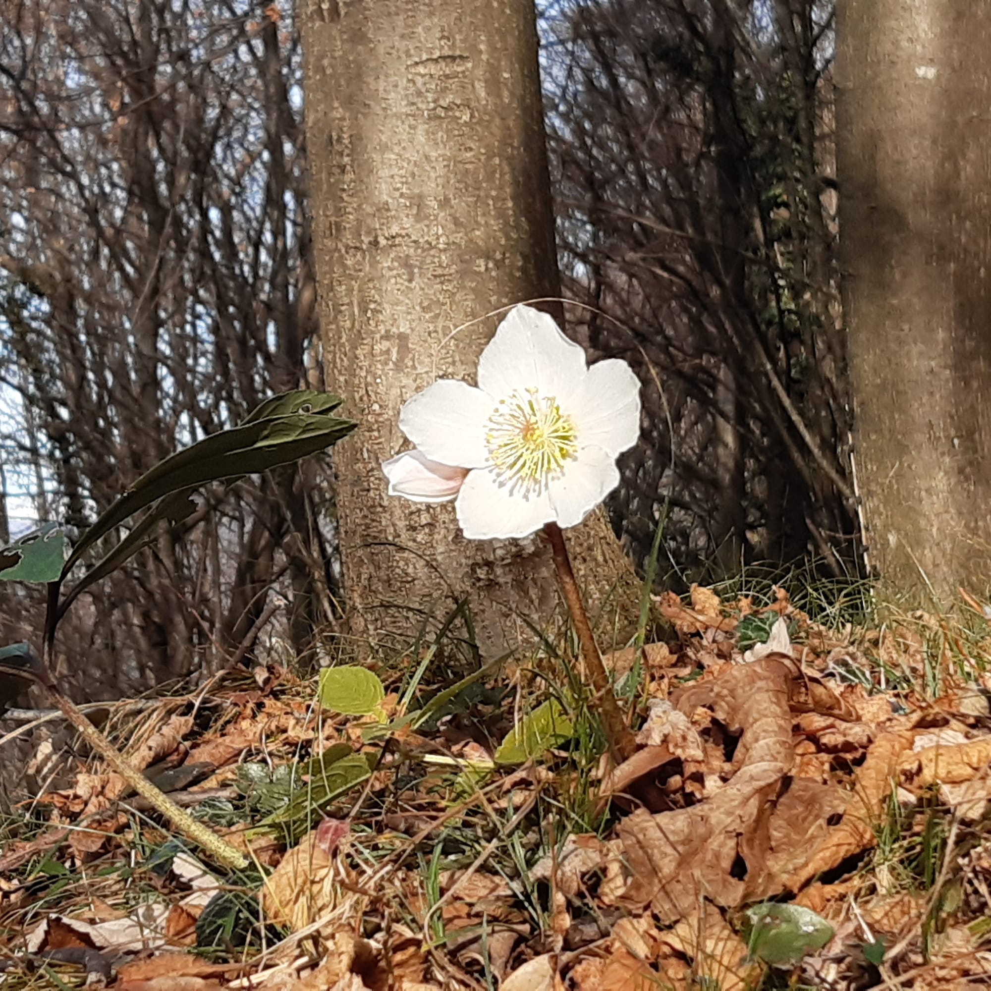 𝑺𝒐𝒍𝒔𝒕𝒊𝒛𝒊𝒐 𝒅'𝑰𝒏𝒗𝒆𝒓𝒏𝒐