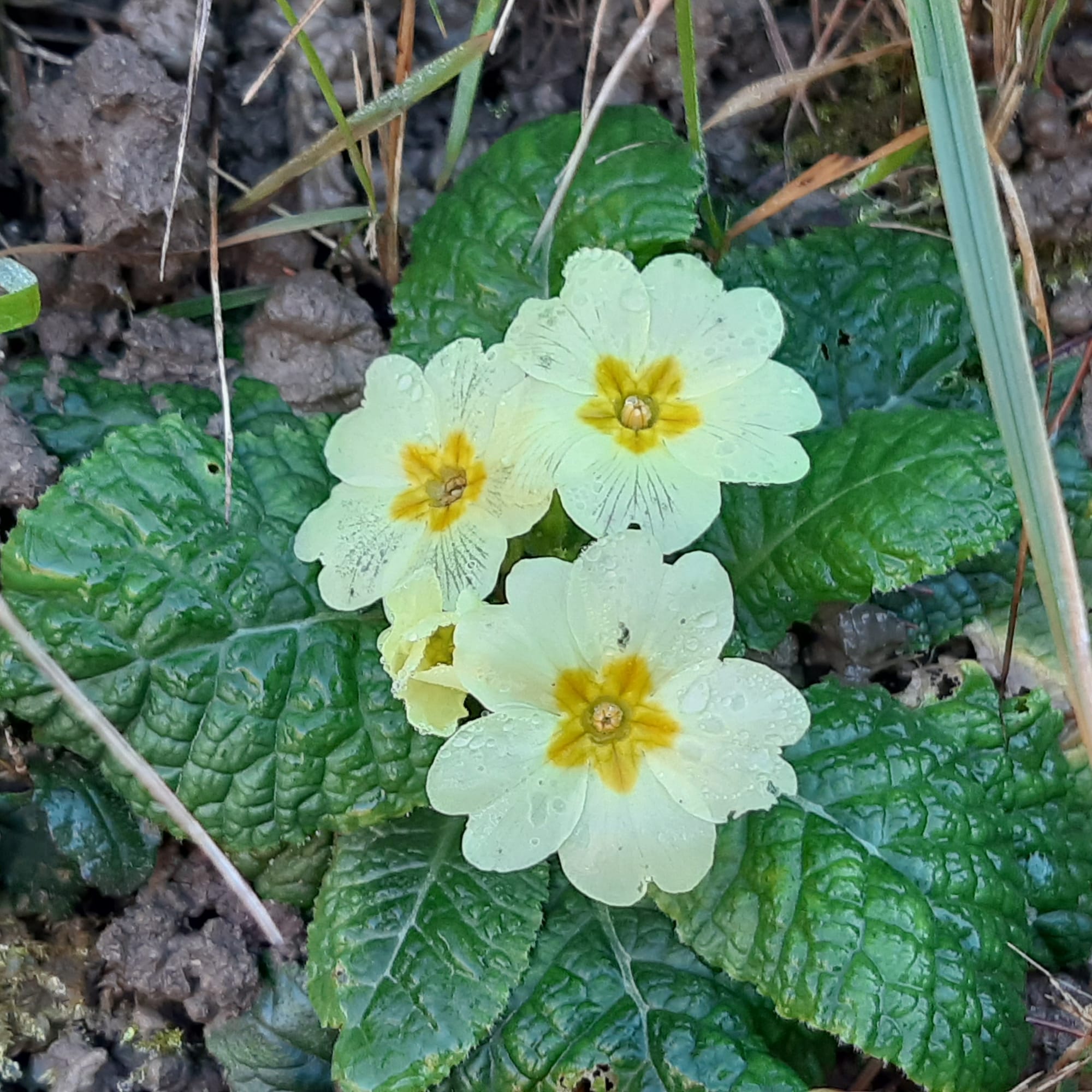 𝑷𝒓𝒊𝒎𝒖𝒍𝒂