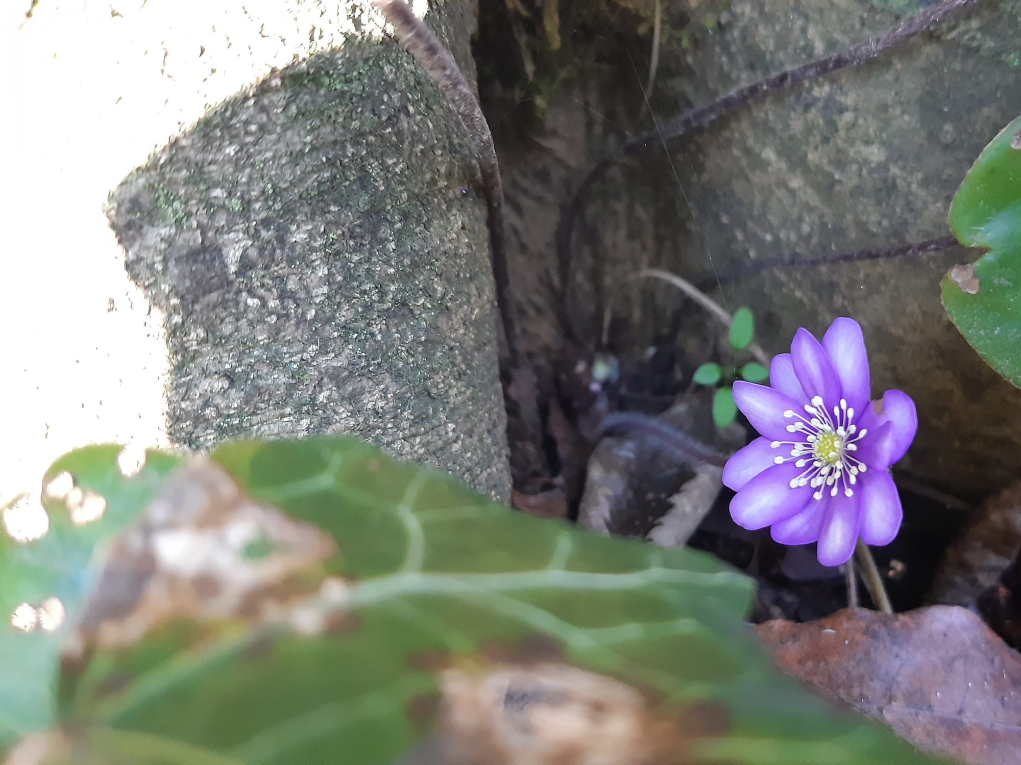 𝑯𝒆𝒑𝒂𝒕𝒊𝒄𝒂 𝒏𝒐𝒃𝒊𝒍𝒊𝒔 𝑺𝒄𝒉𝒓𝒆𝒃