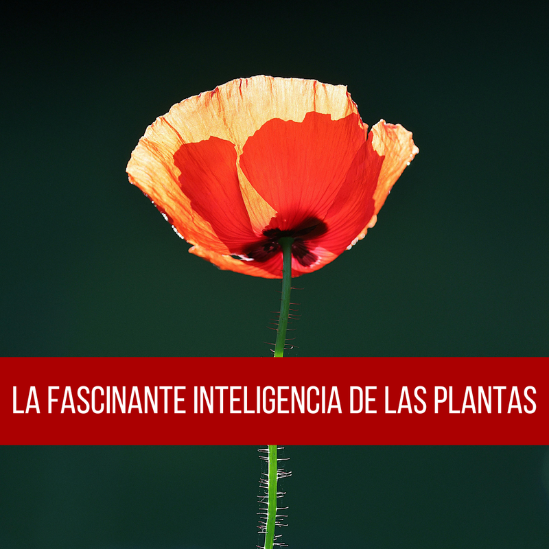 La Fascinante Inteligencia de las Plantas