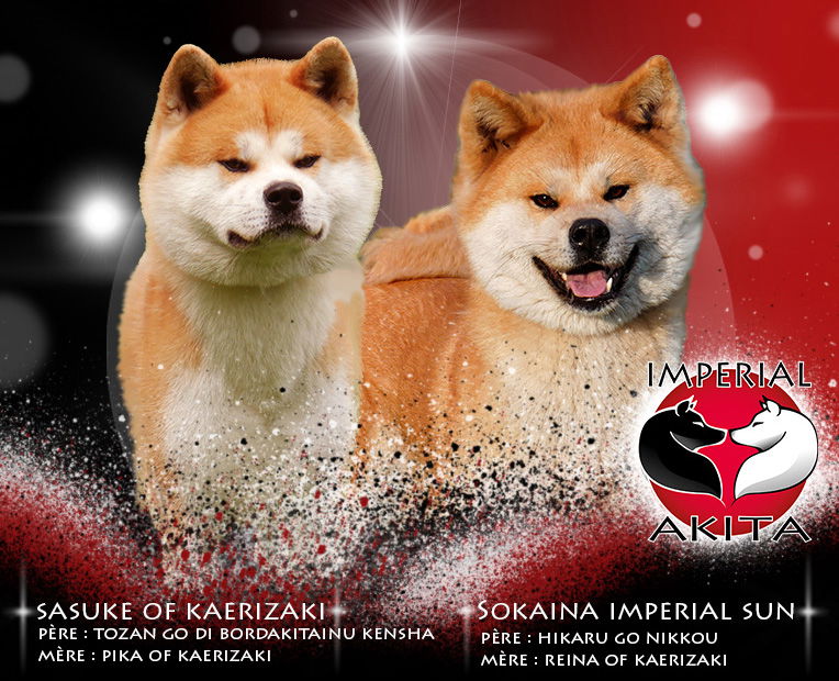 Nouvelles photos des chiots de Sokaina et sasuke