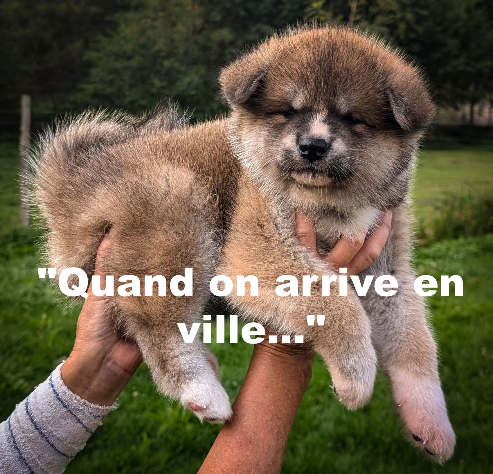 Les chiots de Kanako: Photos à 6 semaines!