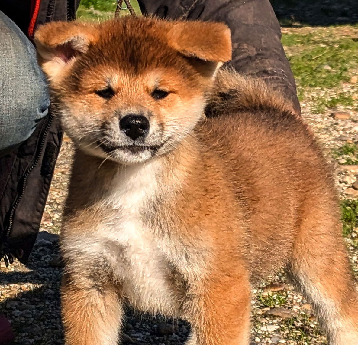 Les chiots de Kanako: L'heure du départ approche!