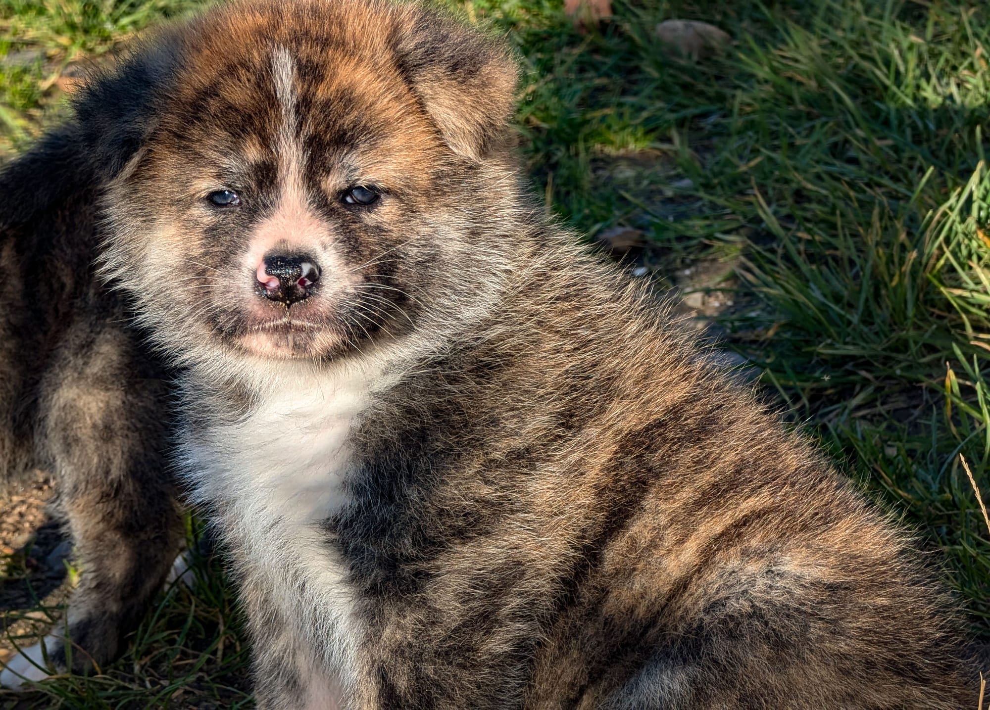 Les chiots de Kudo à six semaines...