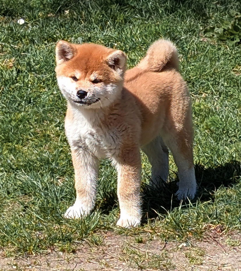 Nous n'avons plus de chiots disponibles pour l'instant. Les réservations sont ouverte pour la prochaine portée à naitre à la mi-juin 2025.