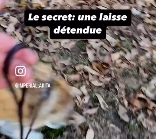 Marche en laisse (lasso)