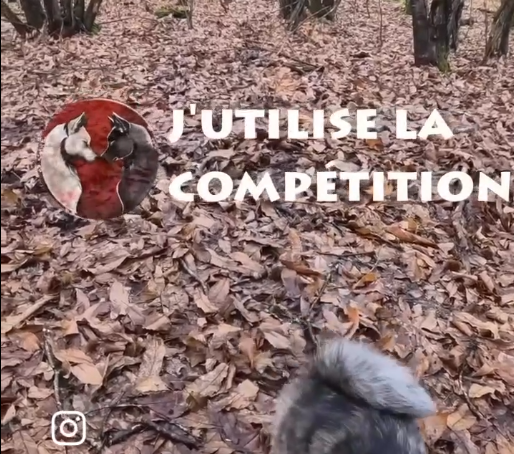 Balade en meute, sans laisse...