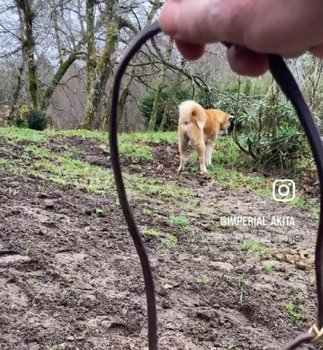 L'Akita Inu et le rappel
