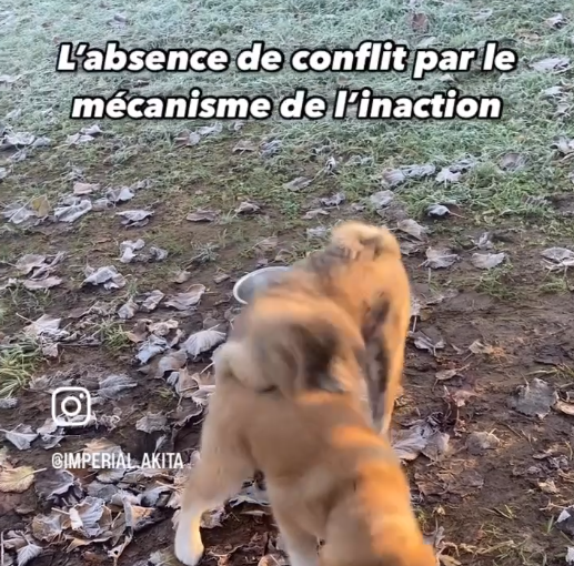 Akita Inu et évitement du conflit