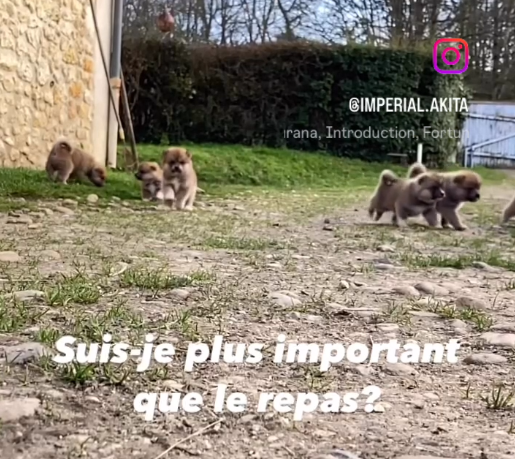 L'Akita Inu et l'Homme...