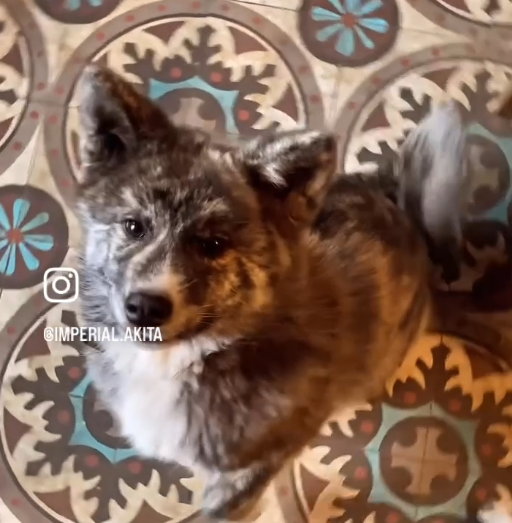 Akita Inu: Mieux que le cinéma