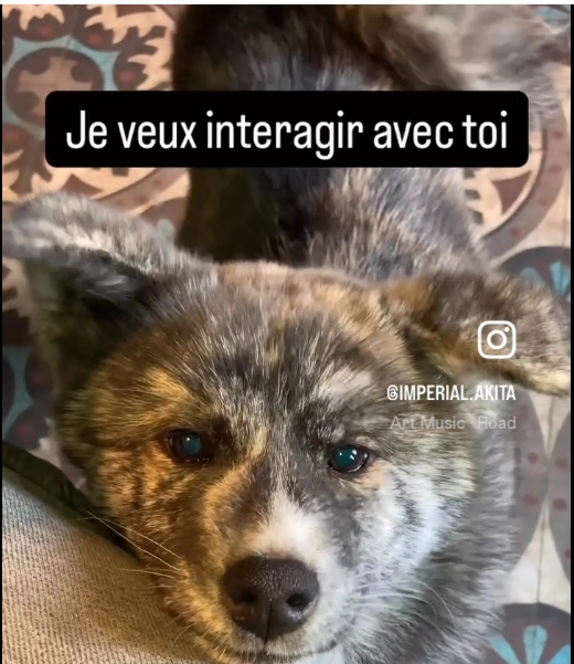 Analyse de l'inaction...