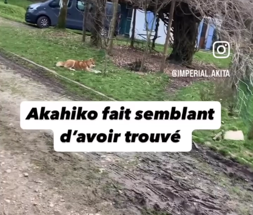Akahiko vs Ori – Partie 1 : confrontation et communication chez l'Akita Inu