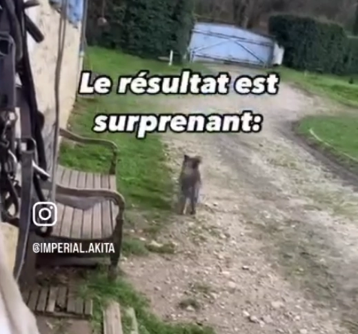 Akahiko vs Ori – Partie 2 : approfondissement de la communication chez l'Akita Inu