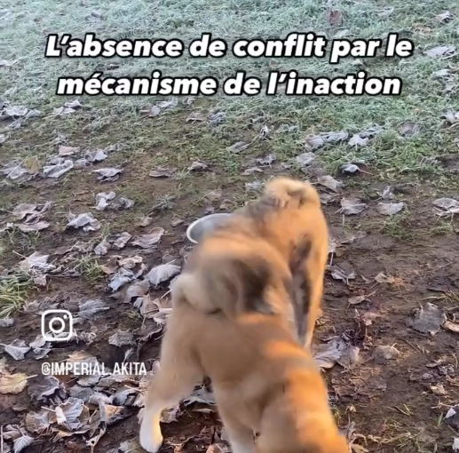 Akita Inu et évitement du conflit