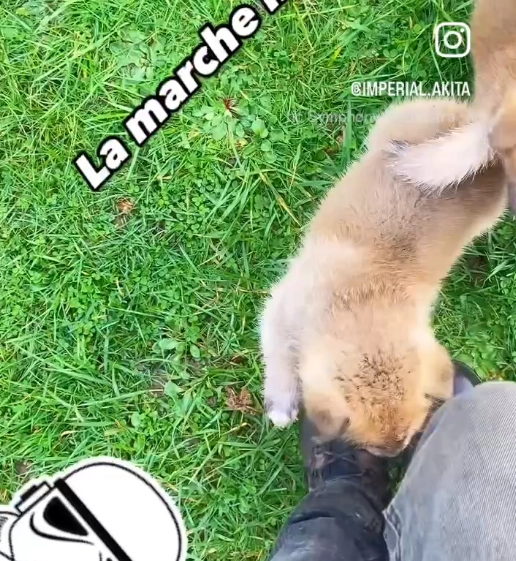 Mettre fin au mordillement...