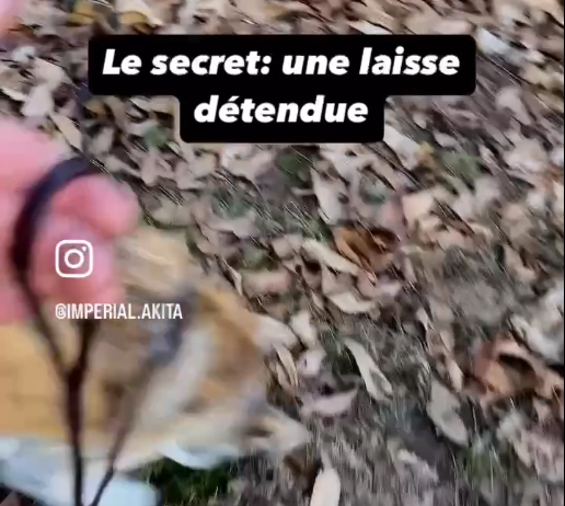 Marche en laisse (lasso)