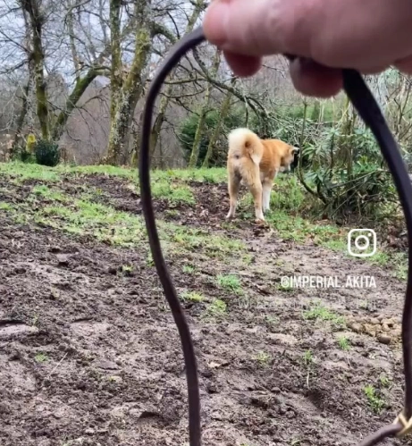 L'Akita Inu et le rappel