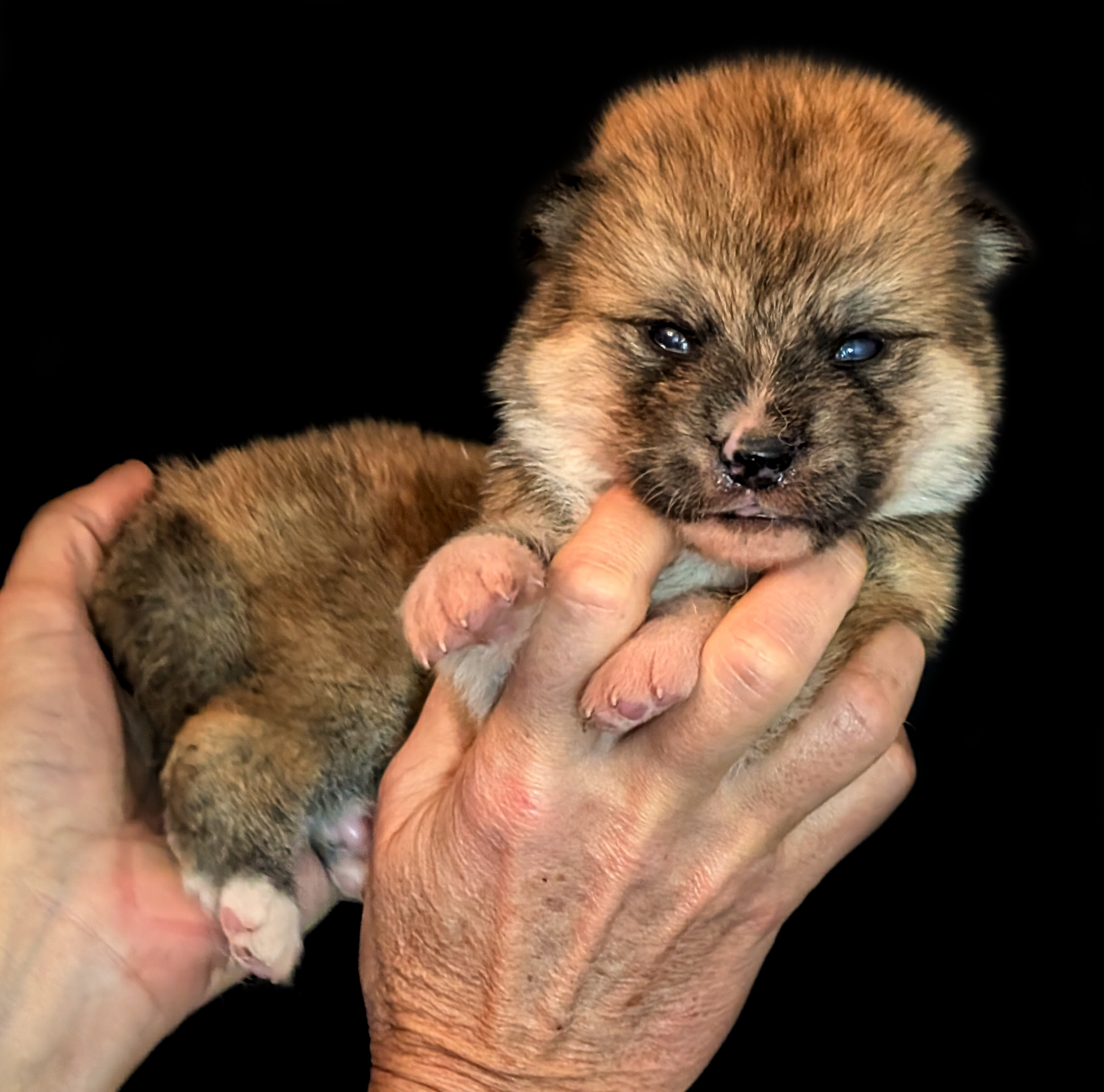 Mâle roux disponible