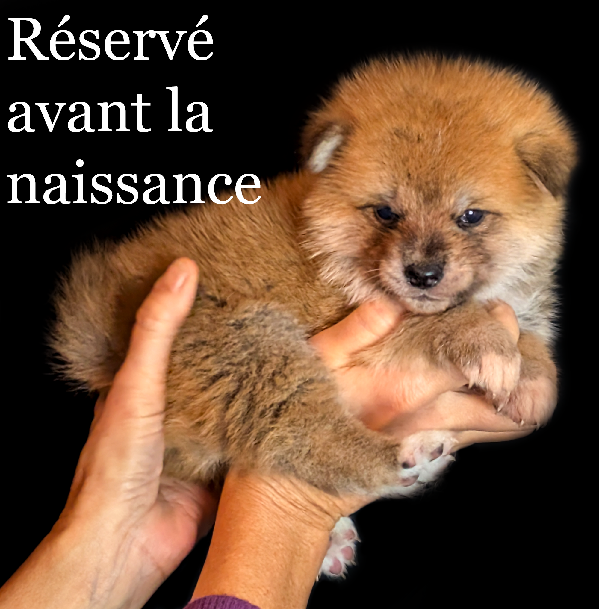 ♂ Né le 2 décembre 2025