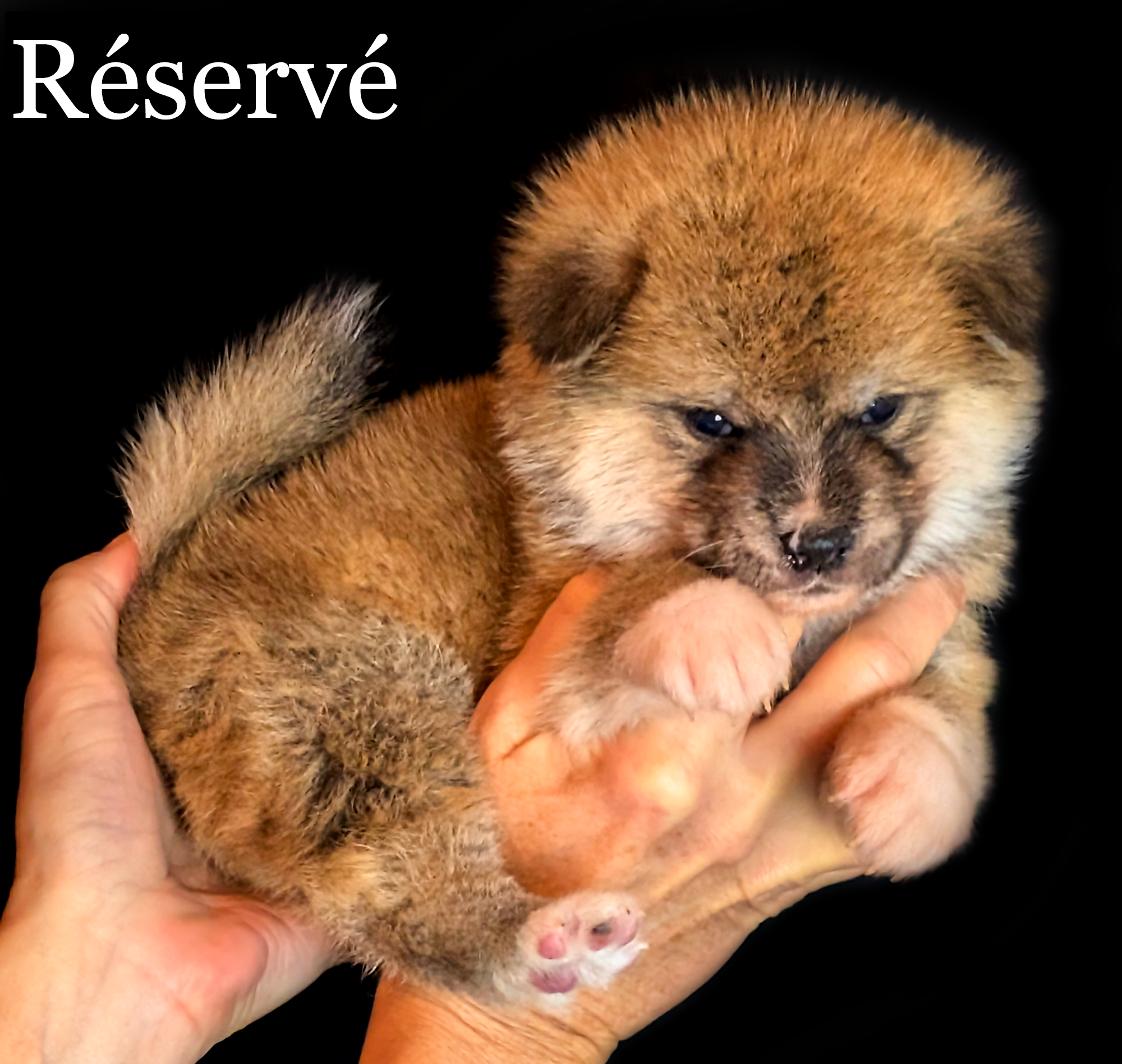 ♂ Né le 2 décembre 2025