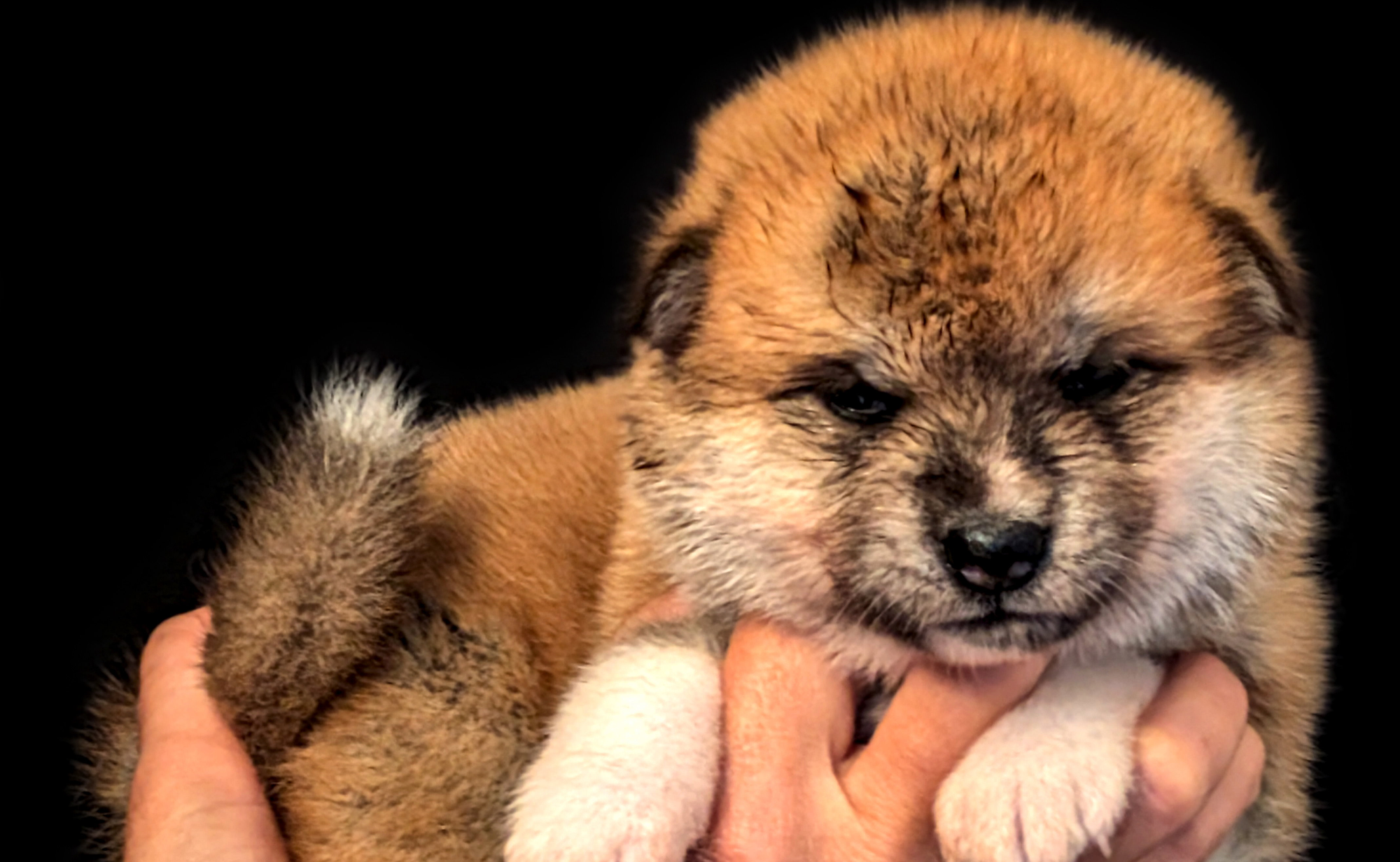 Chiots Akita Inu d'Akahiko à 4 semaines