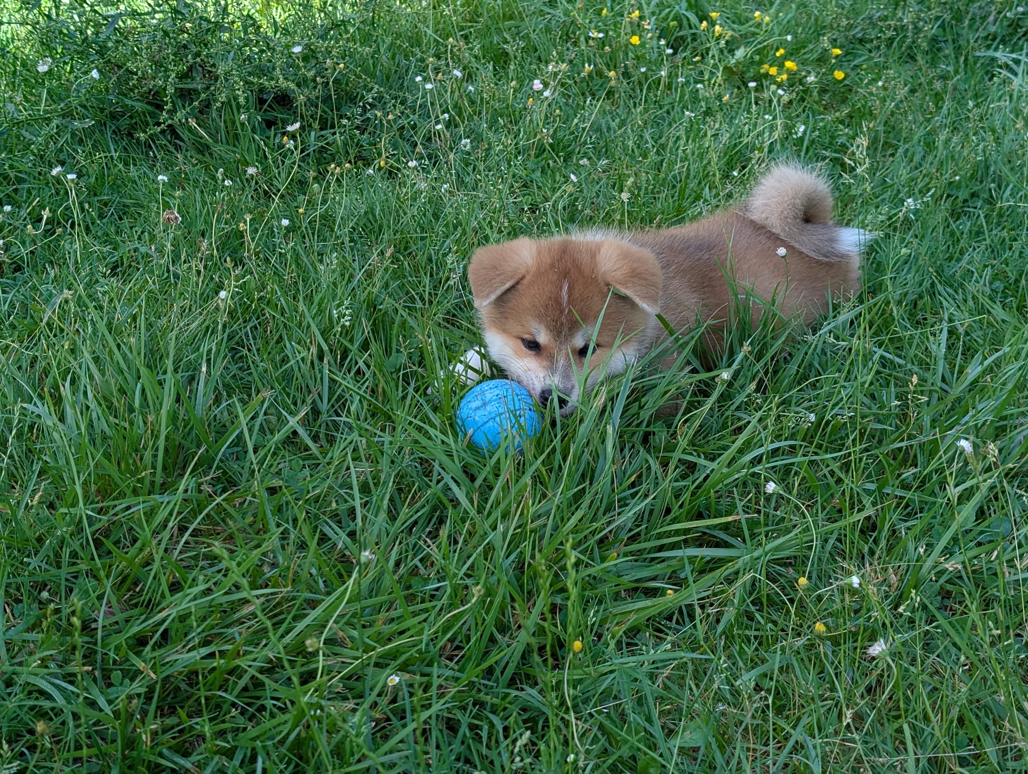 Des petits Akita Inu au naturel