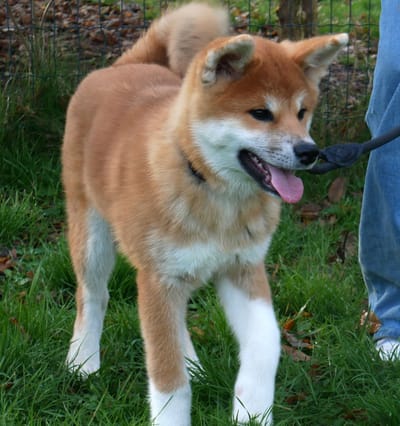 Dimanche 29 juin: École du chiot