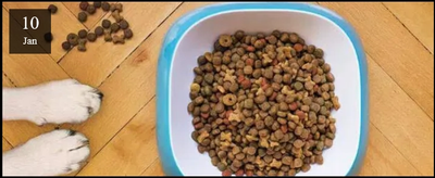 Croquettes et salmonelles...